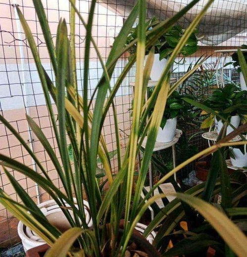 是不是浇水太猛，水漫金山啦？