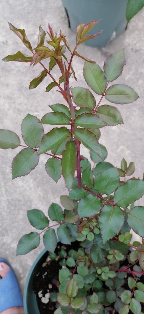 藤本月季枝条长得又长又粗壮的秘诀