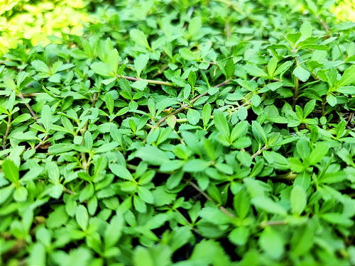 冰草， 叶子带霜，防冻又耐旱