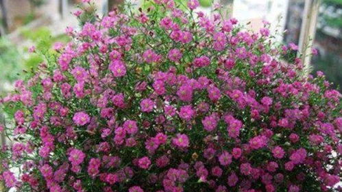 成都花卉种植攻略：好养易成活的爆款花推荐