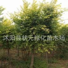 金叶榆价格：多种因素影响