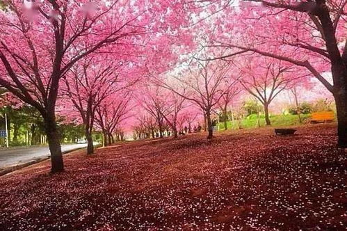 思念之花：樱花、柳树、红豆