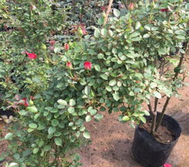 花期追肥， 花开geng旺