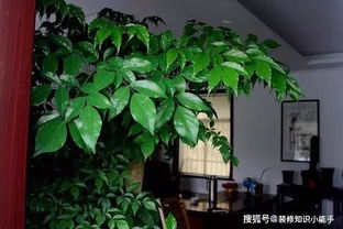 客厅西南角放什么植物好？这几种你一定要知道