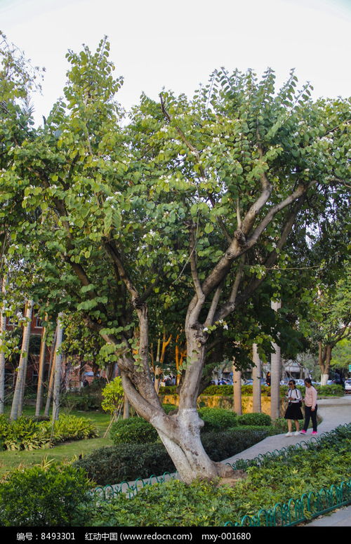 第二步：挑选你喜欢的那棵树