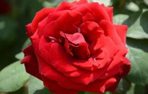 黑火山月季，这个名字听起来就有点酷！