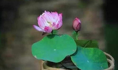 注意温度和光照