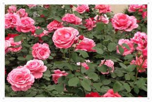 春夏秋季， 光照要充足