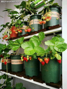 南方阳台种植小记