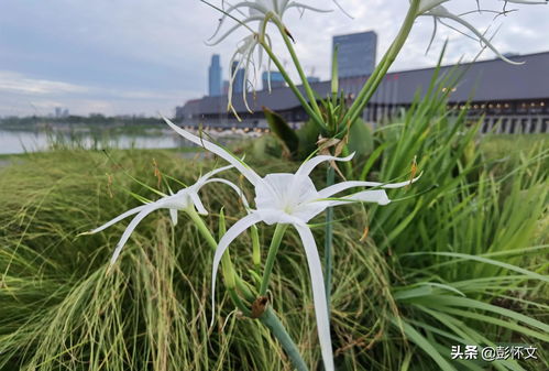 小白问，浅播行不行