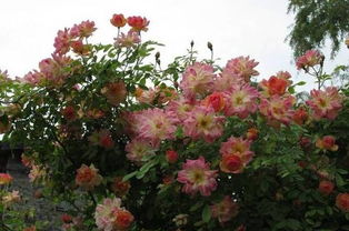 美爆你的园林和庭院：藤本月季的独特魅力