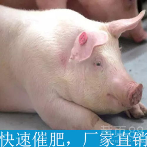 冬季保育仔猪饲养需要注意哪些关键事项？