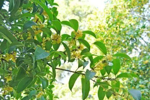 米兰树的生长习性，你了解多少？