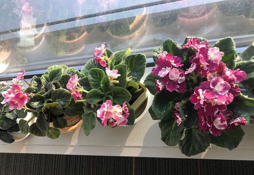 非洲堇：花中的小清新