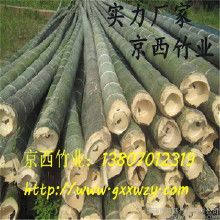 毛竹价格揭秘：10米毛竹多少钱一株？