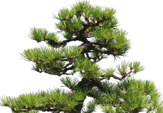 黑松的养护技巧