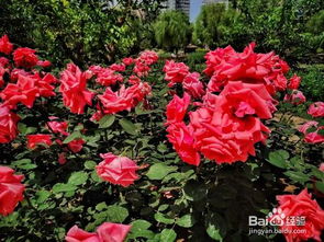 月季花开， 美丽兰溪