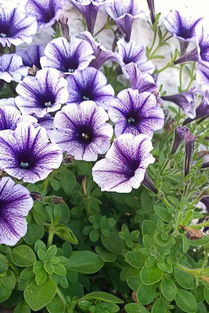 门前三步曲：美观、 驱蚊、环保