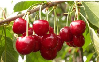 一斤大樱桃种子大概有多少粒？