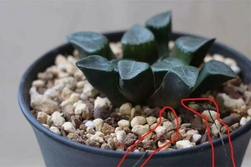 砍头法师多肉怎么快速发根？拆分技巧是关键