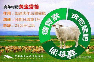 康地饲料中，哪个品种的猪饲料最适合快速育肥？