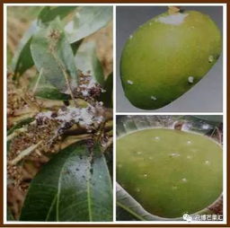 果园防治食心虫：为何甲维盐虫酰肼效果不佳？