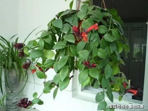 光照充足，生长旺盛