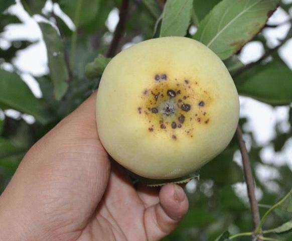 戊唑醇：防治苹果腐烂病的多面手