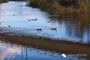 芦苇：湿地植物， 生命力顽强