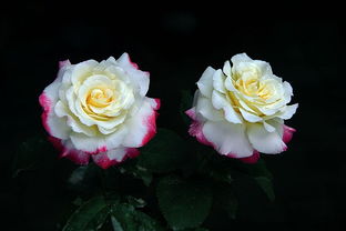 花展特色，亮点纷呈