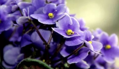 紫罗兰和矢车菊，秋天的使者