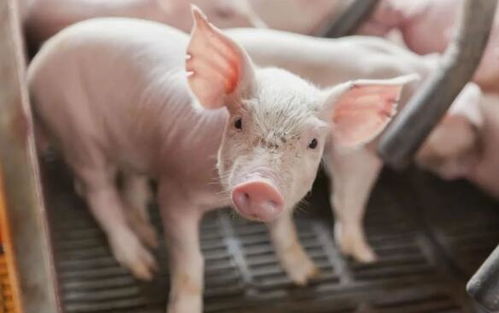 猪舍结构改造或成猪传染病传播隐患