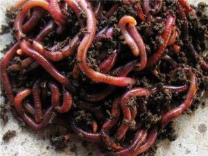 石蛙以昆虫、小鱼、蚯蚓等小型无脊椎动物为食