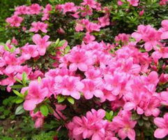 杜鹃花的养护与管理