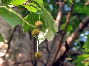 三个关键特征辨真身：树皮换装术、 叶片身份证、果实防伪码