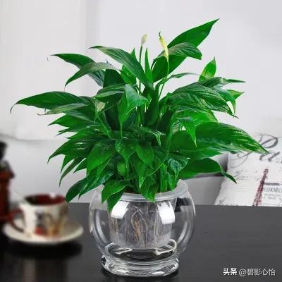 “一帆风顺”怎么养才能更旺盛？