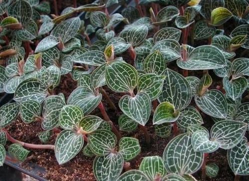 种植重楼的关键因素