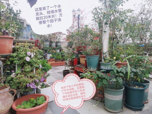 广东夏日花卉种植指南：如何让花朵在酷暑中绽放