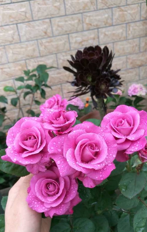 木本植物的种类