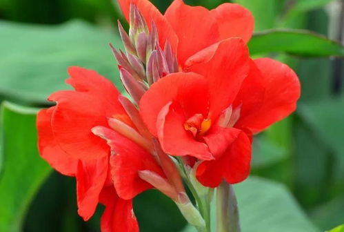 美人蕉秋和草本月季：室内外的美丽使者