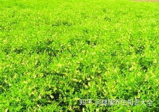 黄芪多少钱一斤？2023年最新市场价格揭秘