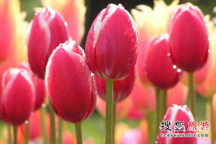 反常识大发现：水仙花怕暖气