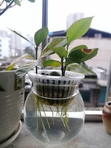 栀子花水培需要注意哪些事项？