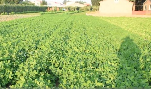 花生生长后期旺长的影响