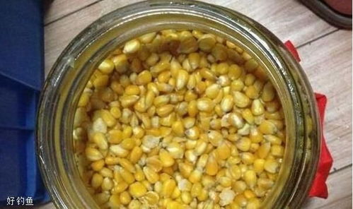 春天钓鱼，玉米是否适合钓鲤鱼