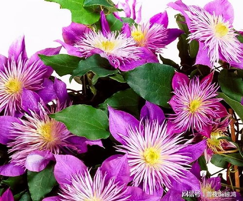 粉掌花小，是品种特性吗