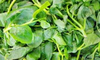 木耳菜的营养价值：不仅仅是好吃