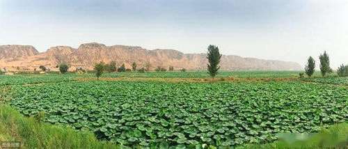科技助力， 花草芬芳