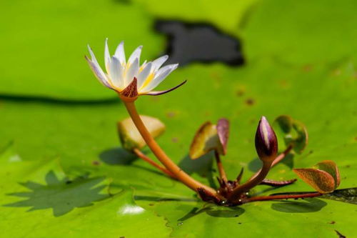 叶片是怎么变成小宝宝的？