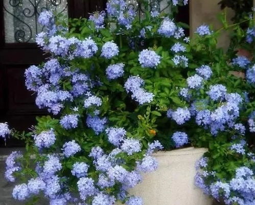 春天里的花花世界